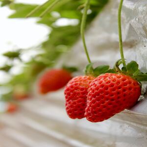 strawberry