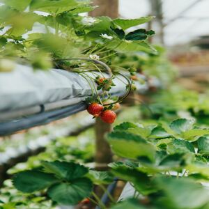 strawberry